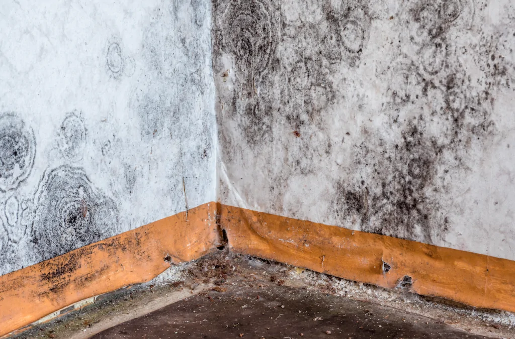 mold