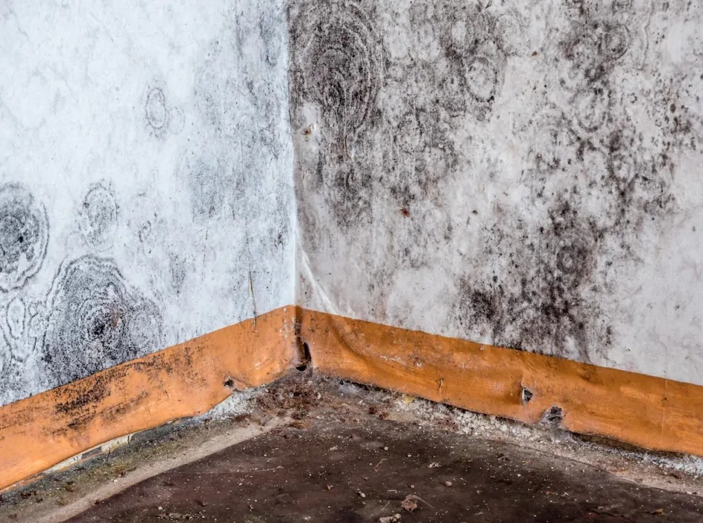 mold