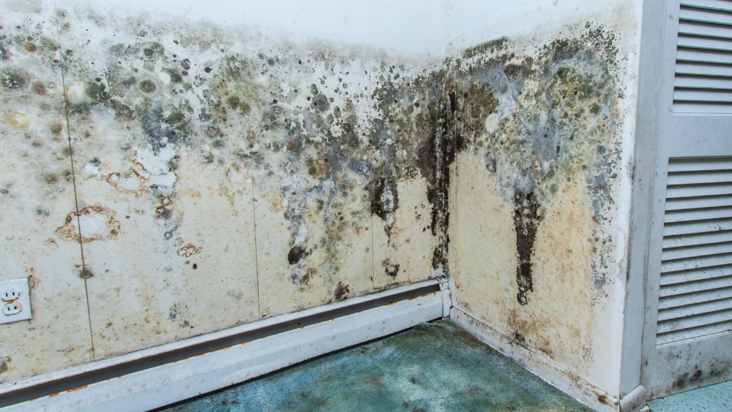 mold black