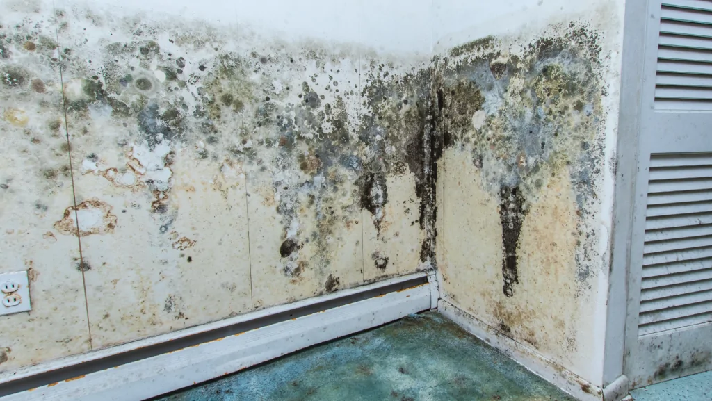 mold black