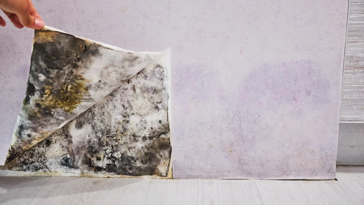 mold black home usa