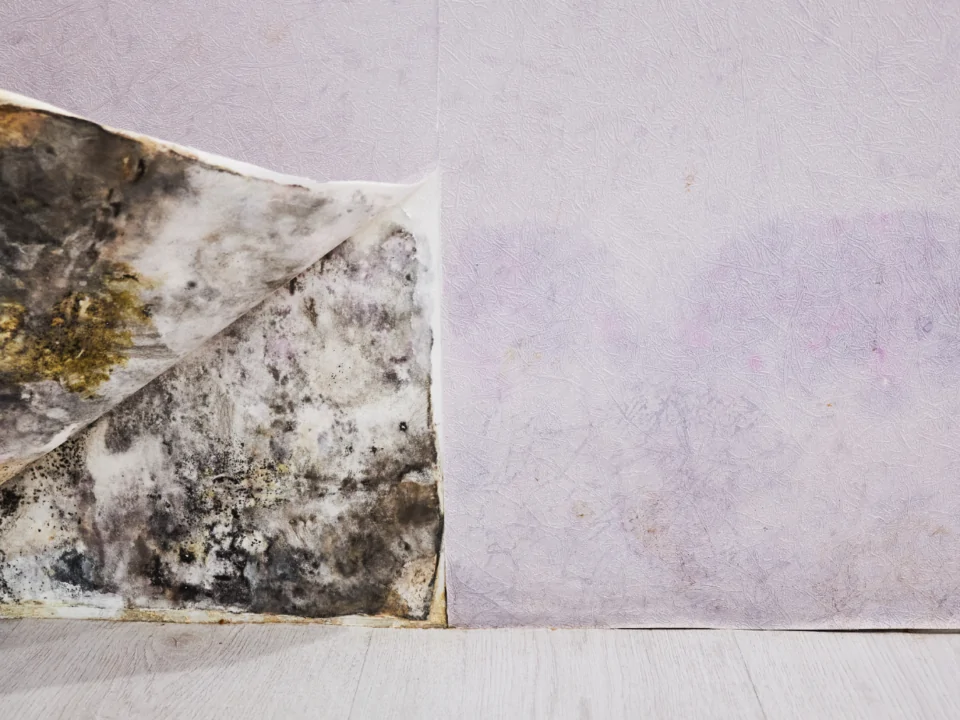 mold black home usa
