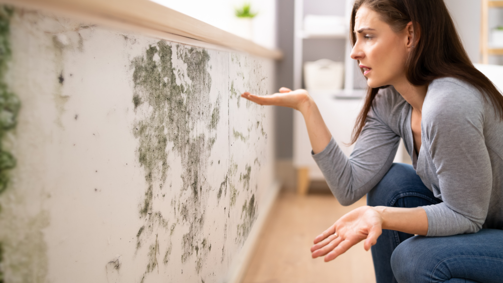 mold home