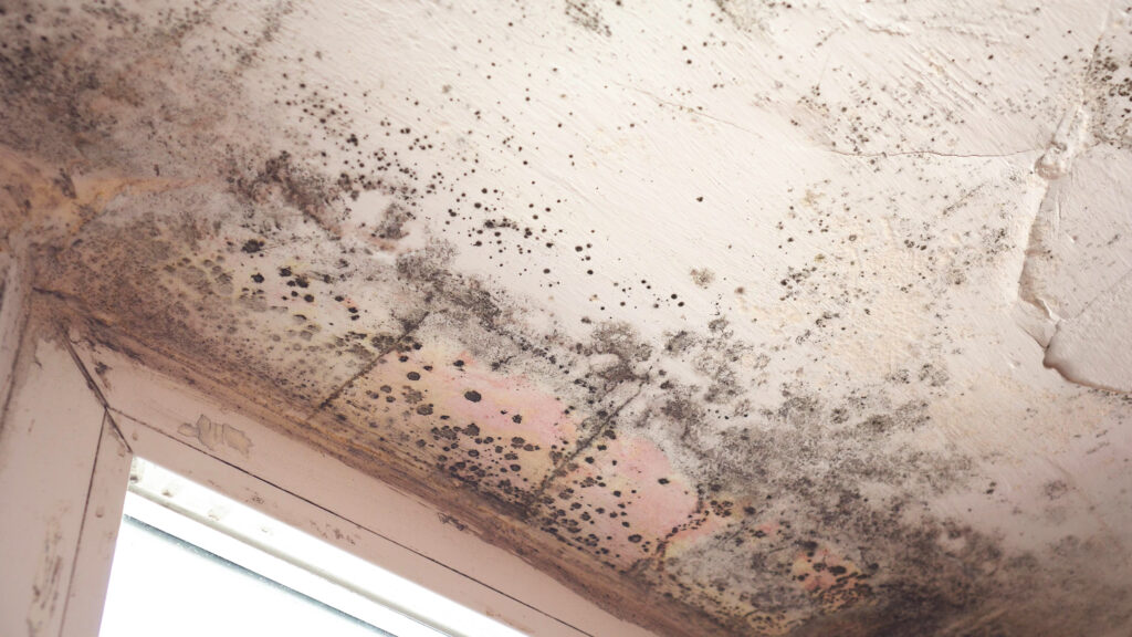 One of the most common molds found in houses in the USA: Stachybotrys chartarum 3 shutterstock 1589580130
