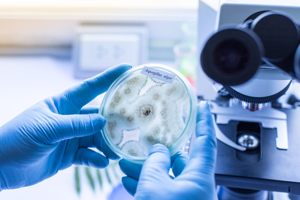 ERMI Testing: A Comprehensive Guide to Environmental Mold Testing 3 shutterstock 633517901